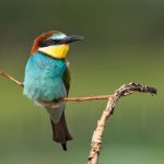 Bienenfresser (Merops apiaster)