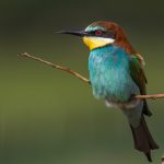 Bienenfresser (Merops apiaster)