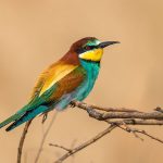 Bienenfresser (Merops apiaster)