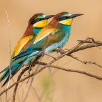 Bienenfresser (Merops apiaster)