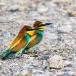 Bienenfresser (Merops apiaster)
