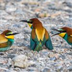 Bienenfresser (Merops apiaster)