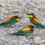Bienenfresser (Merops apiaster)