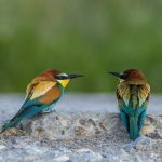 Bienenfresser (Merops apiaster)