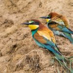 Bienenfresser (Merops apiaster)