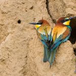 Bienenfresser (Merops apiaster)