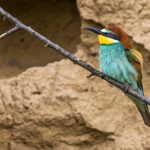 Bienenfresser (Merops apiaster)