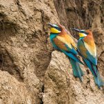 Bienenfresser (Merops apiaster)