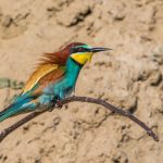 Bienenfresser (Merops apiaster)