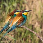 Bienenfresser (Merops apiaster)
