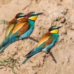 Bienenfresser (Merops apiaster)