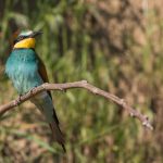 Bienenfresser (Merops apiaster)