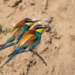 Bienenfresser (Merops apiaster)