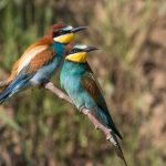 Bienenfresser (Merops apiaster)