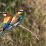 Bienenfresser (Merops apiaster)