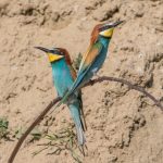 Bienenfresser (Merops apiaster)