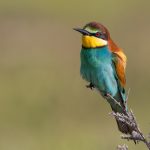 Bienenfresser (Merops apiaster)
