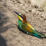 Bienenfresser (Merops apiaster)