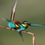 Bienenfresser (Merops apiaster)