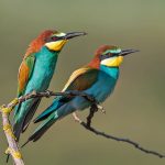 Bienenfresser (Merops apiaster)