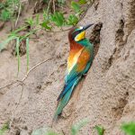 Bienenfresser (Merops apiaster)
