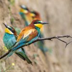 Bienenfresser (Merops apiaster)