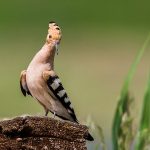 Wiedehopf (Upupa epops)