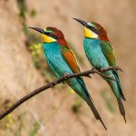 Bienenfresser (Merops apiaster)