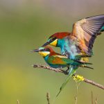 Bienenfresser (Merops apiaster)
