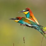 Bienenfresser (Merops apiaster)