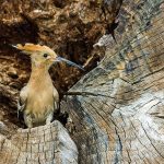 Wiedehopf (Upupa epops)