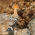 Wiedehopf (Upupa epops)