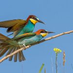 Bienenfresser (Merops apiaster)