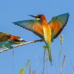 Bienenfresser (Merops apiaster)
