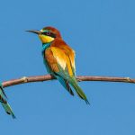 Bienenfresser (Merops apiaster)