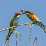 Bienenfresser (Merops apiaster)