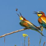 Bienenfresser (Merops apiaster)