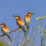 Bienenfresser (Merops apiaster)