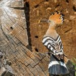 Wiedehopf (Upupa epops)