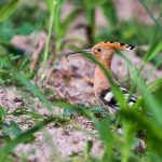 Wiedehopf (Upupa epops)