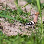 Wiedehopf (Upupa epops)