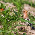 Wiedehopf (Upupa epops)