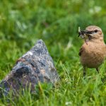 Isabellsteinschmätzer (Oenanthe isabellina)