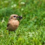 Isabellsteinschmätzer (Oenanthe isabellina)