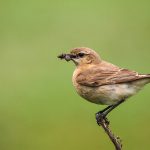 Isabellsteinschmätzer (Oenanthe isabellina)