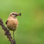Isabellsteinschmätzer (Oenanthe isabellina)