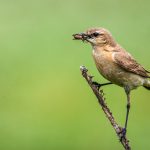 Isabellsteinschmätzer (Oenanthe isabellina)