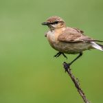 Isabellsteinschmätzer (Oenanthe isabellina)