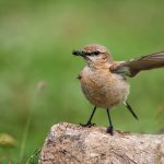 Isabellsteinschmätzer (Oenanthe isabellina)