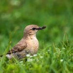 Isabellsteinschmätzer (Oenanthe isabellina)